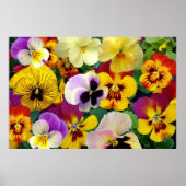 Pansy Flowers ~ Poster (Devant)
