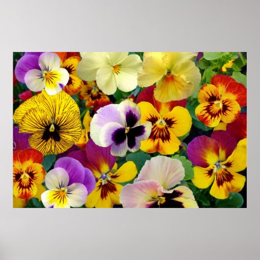 Pansy Flowers ~ Poster (Devant)