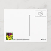 Pansy Garden Briefkaart (Achterkant)