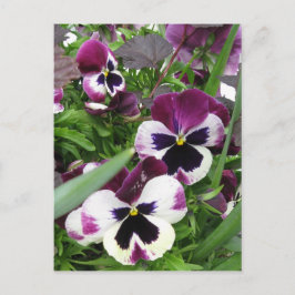Pansy Garden Briefkaart