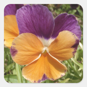 Pansy Jolly Joker Vierkante Sticker