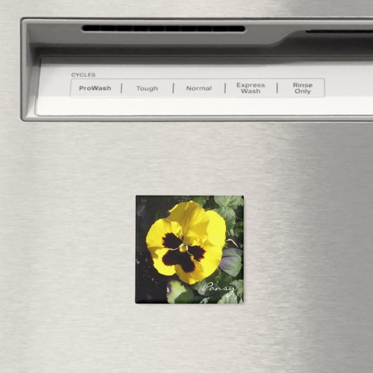 Pansy Magnet (In Situ (Lave-vaisselle))