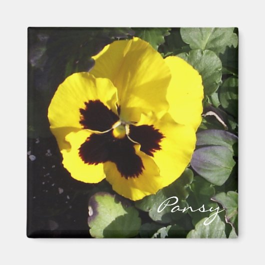 Pansy Magnet (Devant)