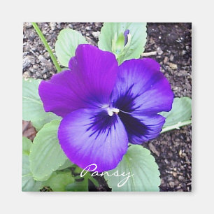 Pansy Magnet