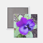 Pansy Magnet Magneet (Voorkant / Achterkant)