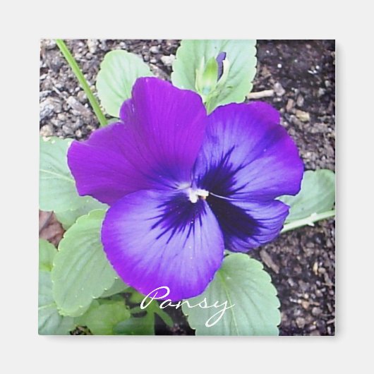 Pansy Magnet Magneet (Voorkant)