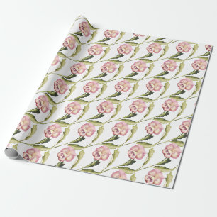 Pansy on White Background Cadeaupapier