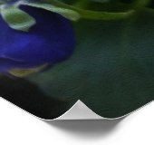 Pansy op de stoep poster (Hoek)