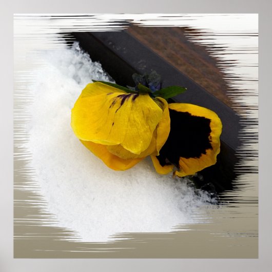 Pansy op sneeuw poster (Voorkant)