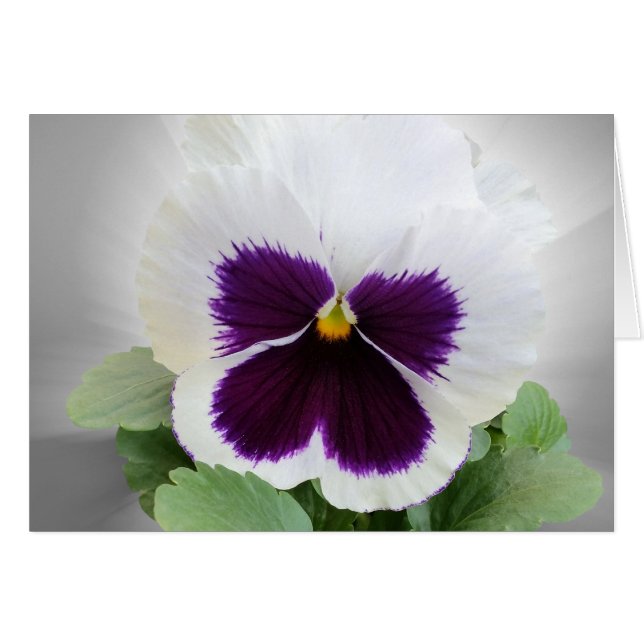Pansy paars wit (Voorkant Horizontaal)
