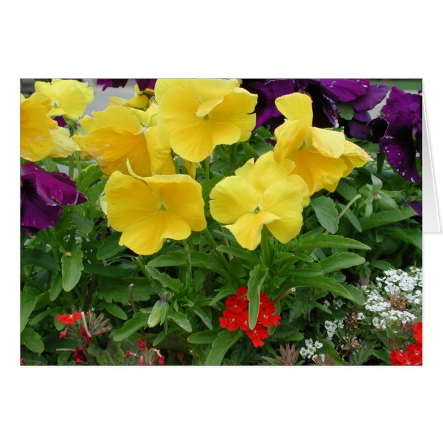 Pansy Pannier (Voorkant Horizontaal)