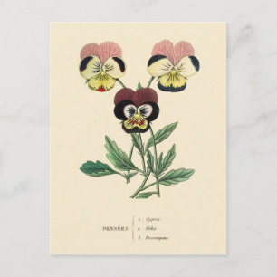 Pansy Pansies Bloem Illustratie Briefkaart