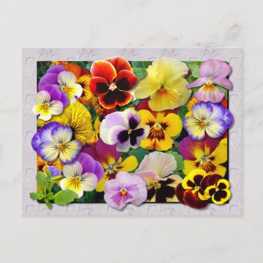 PANSY PATCHWORK BRIEFKAART (Voorkant)