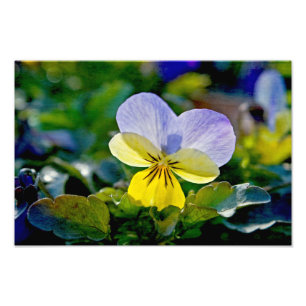 Pansy Perfection Foto Afdruk