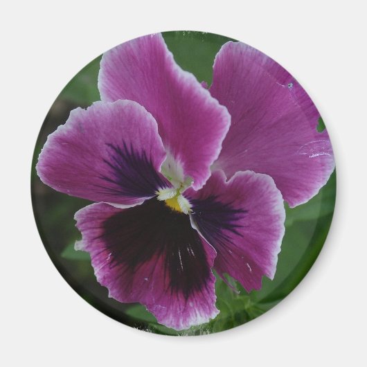 Pansy Pictures Round Magnet (Devant)