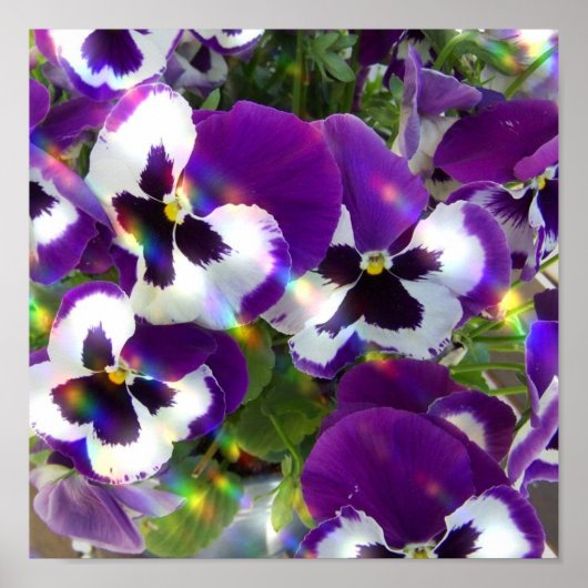 Pansy Print (Voorkant)