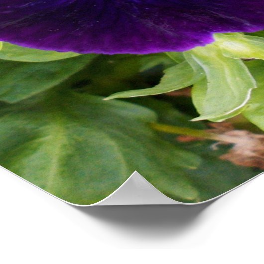 Pansy Profond Violet, Poster (Coin)