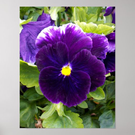 Pansy Profond Violet, Poster (Devant)