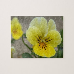 Pansy Puzzle