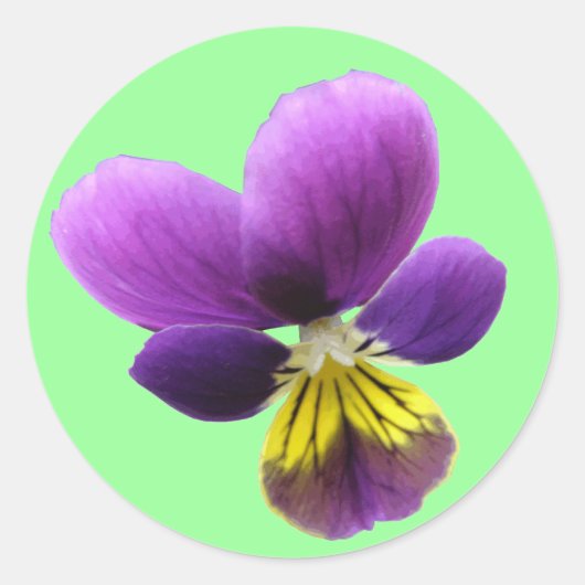  Pansy Sticker (Voorkant)
