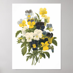 pansy (Viola sp.) van Redouté Poster