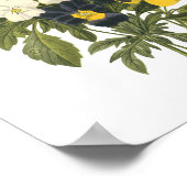 pansy (Viola sp.) van Redouté Poster (Hoek)