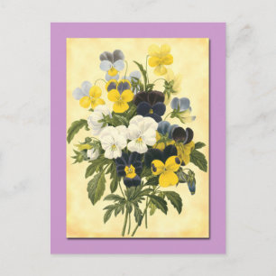 Pansy Violets Botanical Art Briefkaart