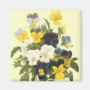 Pansy Violets Botanische Kunst Magneet