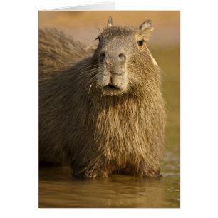 Pantanal, Brazilië, Capybara, Hydrochoerus