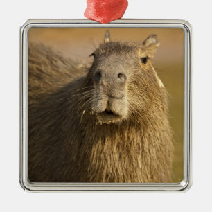 Pantanal, Brazilië, Capybara, Hydrochoerus Metalen Ornament