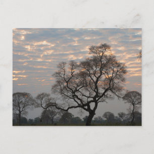 Pantanal Wetlands Zuid-Amerika, Brazilië Briefkaart