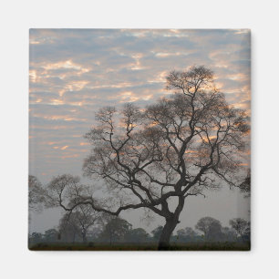 Pantanal Wetlands   Zuid-Amerika, Brazilië Magneet