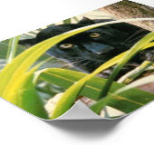 panter poster (Hoek)