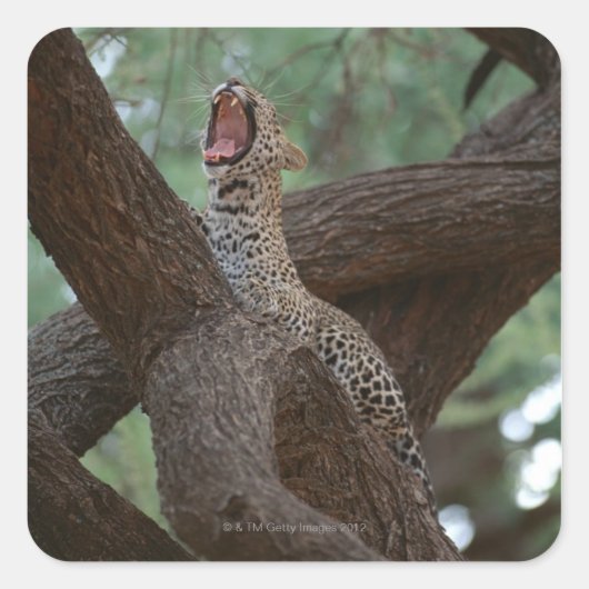 Panter Vierkante Sticker (Voorkant)