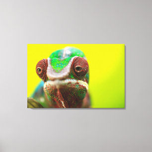 Panterkameleon, Madagaskar Canvas Afdruk