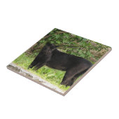 Pantertegel pacteren tegeltje (Zijkant)