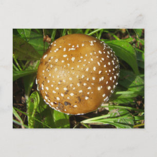 Panther Cap Mushroom Postcard Briefkaart