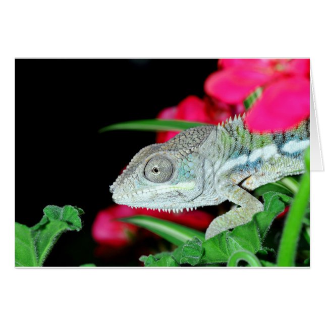 panther chameleon (Devant horizontal)