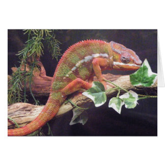 Panther Chameleon