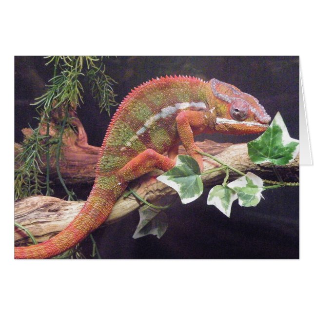 Panther Chameleon (Voorkant Horizontaal)