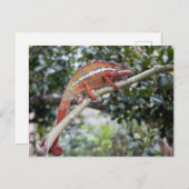 Panther chameleon briefkaart (Voorkant / Achterkant)