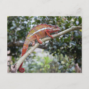 Panther chameleon briefkaart
