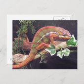 Panther Chameleon Briefkaart (Voorkant / Achterkant)