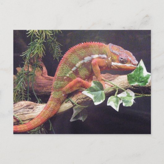 Panther Chameleon Briefkaart (Voorkant)