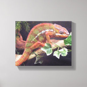Panther Chameleon Canvas Afdruk