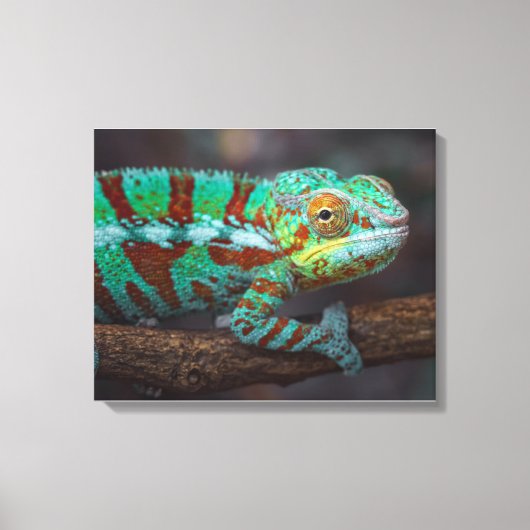 Panther Chameleon Canvas Print (Voorkant)