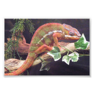Panther Chameleon Foto Afdruk