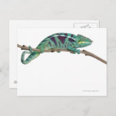 Panther Chameleon Nosy be (Furcifer pardalis) Briefkaart (Voorkant / Achterkant)