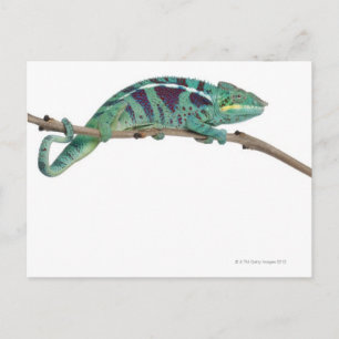 Panther Chameleon Nosy be (Furcifer pardalis) Briefkaart