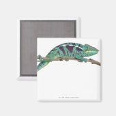 Panther Chameleon Nosy be (Furcifer pardalis) Magneet (Voorkant / Achterkant)